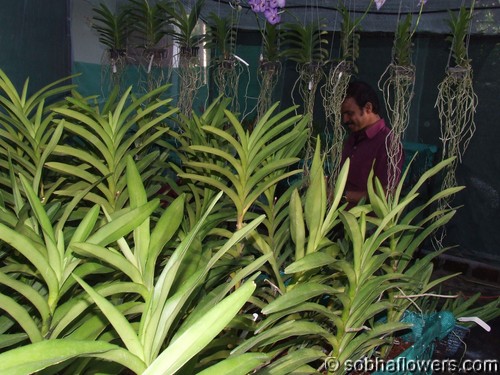 Vanda Garden